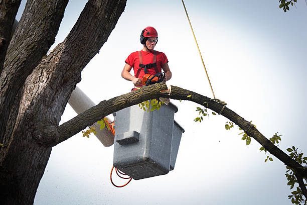 Best Root Management and Removal  in Lone Tree, CO