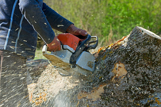 Lone Tree, CO Tree Removal Company