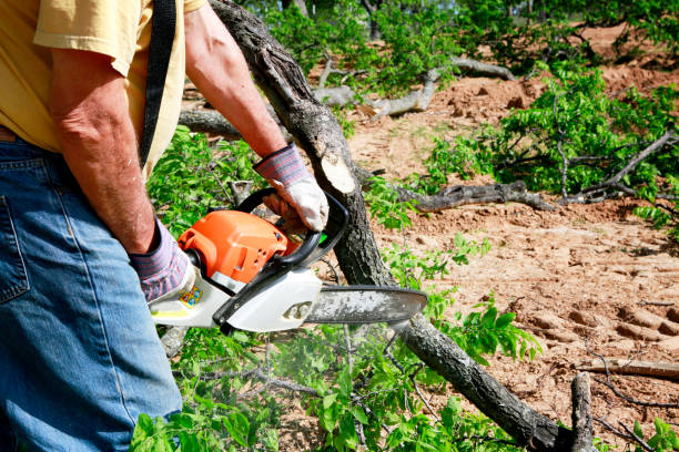 Best Lot and Land Clearing  in Lone Tree, CO
